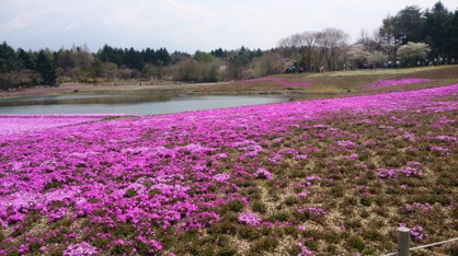 富士芝桜まつりの画像3