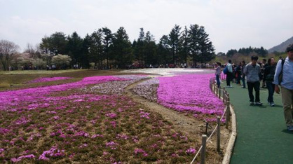 富士芝桜まつりの画像4