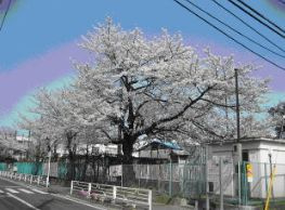 坂戸小学校の画像1