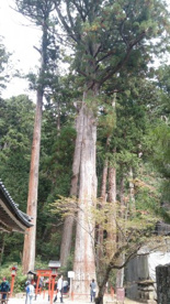 日光二荒山神社の画像3