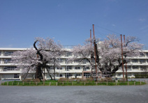 秦野市立南小学校