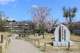 今泉名水桜公園の画像