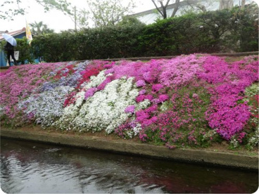 渋田川沿いの芝桜の画像1