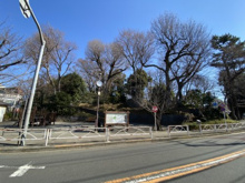 公園 世田谷城址公園