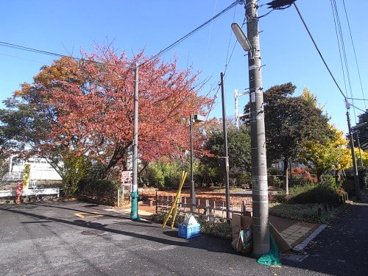 中町どんぐり緑地の画像1