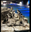 すみだ水族館