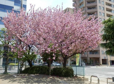 脇田本町公園の画像1