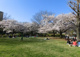 亀戸中央公園の画像