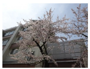 第一亀戸小学校の画像1