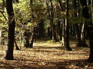 金山森の広場の画像1