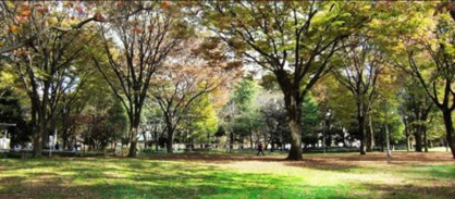 新宿中央公園の画像1