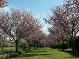 結城農場・桜見本園