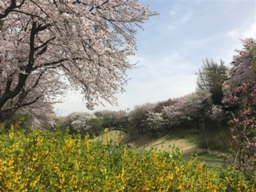 保土ヶ谷公園の画像1