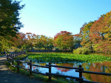 菊名池公園の画像1