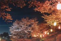 さくらの山公園