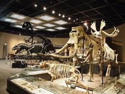 栃木県立博物館の画像2