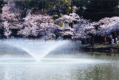 万代池公園の画像1