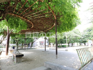 大橋西公園の画像1