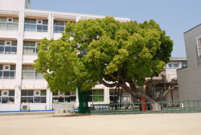 明石市立 魚住小学校の画像1