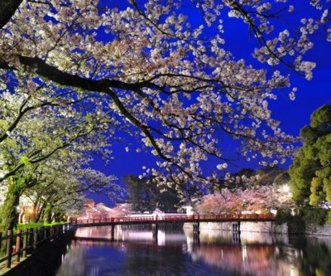小田原城址公園の画像1