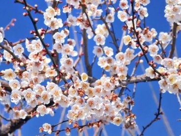 曽我梅林の画像1