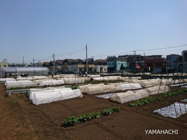 季節の野菜を育てることができます。 イガさんの畑の画像3