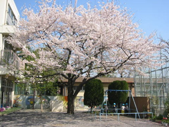 西が丘保育園の画像2