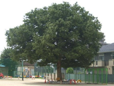 船橋市立二宮小学校の画像1