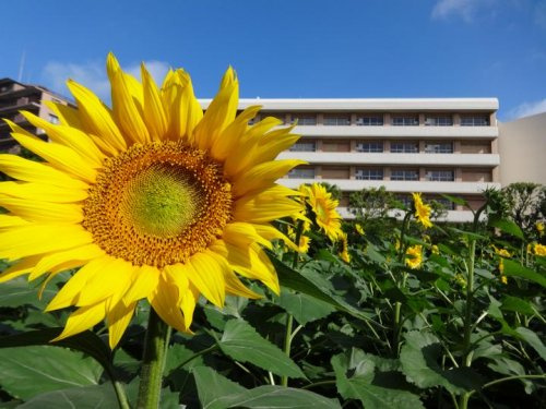 船橋市立金杉小学校の画像