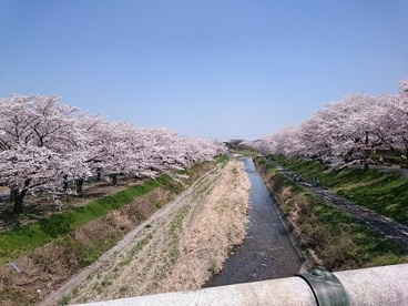 南浅川河川敷・桜の画像1