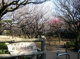 練馬区田柄梅林公園の画像