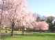 けやきの森公園の画像