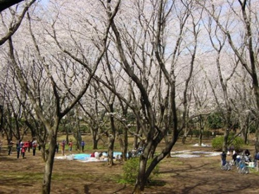 北習志野近隣公園の画像1