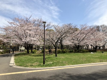 元渕江公園の画像4