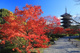 東寺の画像