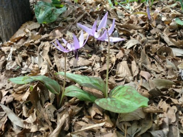 清水山の森の画像2
