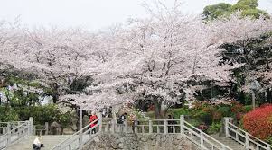 飛鳥山公園
株式会社メイワ・エステート
東京都台東区東上野5-5-9
03-5830-3434
http://www.meiwaestate.jp/ 飛鳥山公園の画像4
