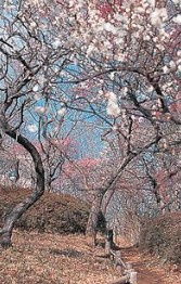 羽根木公園の画像1