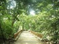 林試の森公園の画像2