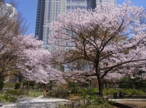 新宿中央公園
