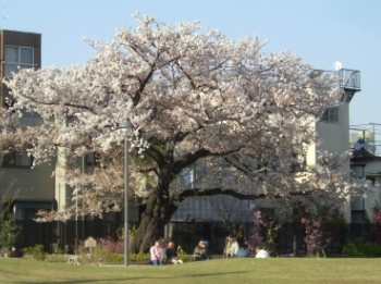 新宿区立富久さくら公園の画像
