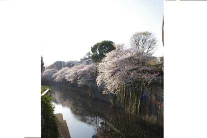 江戸川橋（桜並木）の画像1