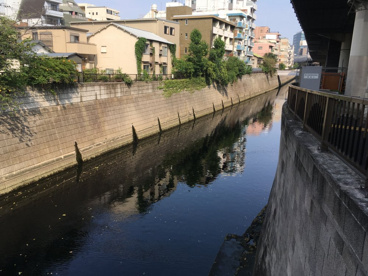 江戸川橋（桜並木）の画像3