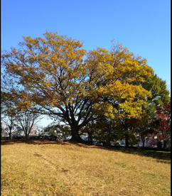 黒木開戸緑地の画像1