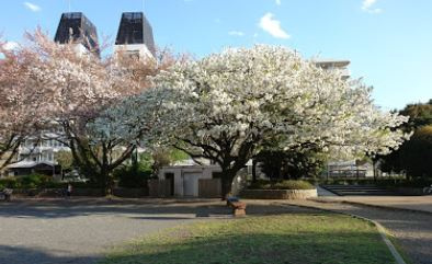 北第一公園の画像1