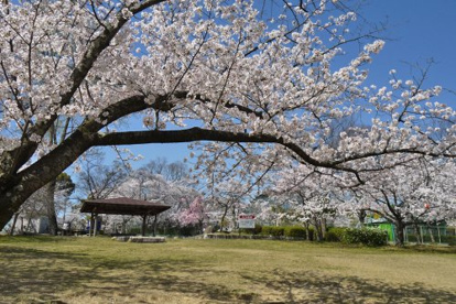さくら近隣公園の画像1