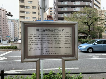 播磨坂桜並木（環三桜並木）の画像2