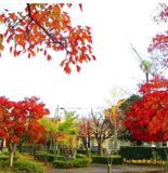 紅葉ケ丘公園