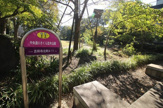 中央通りさくら並木公園
