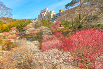 熱海梅園
